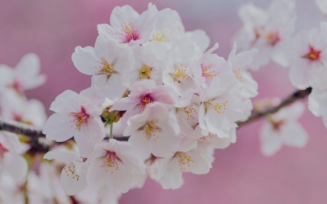 Frühjahrsmüdigkeit: Warum bin ich so müde, obwohl endlich der Frühling kommt?